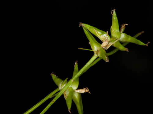 Carex socialis #25